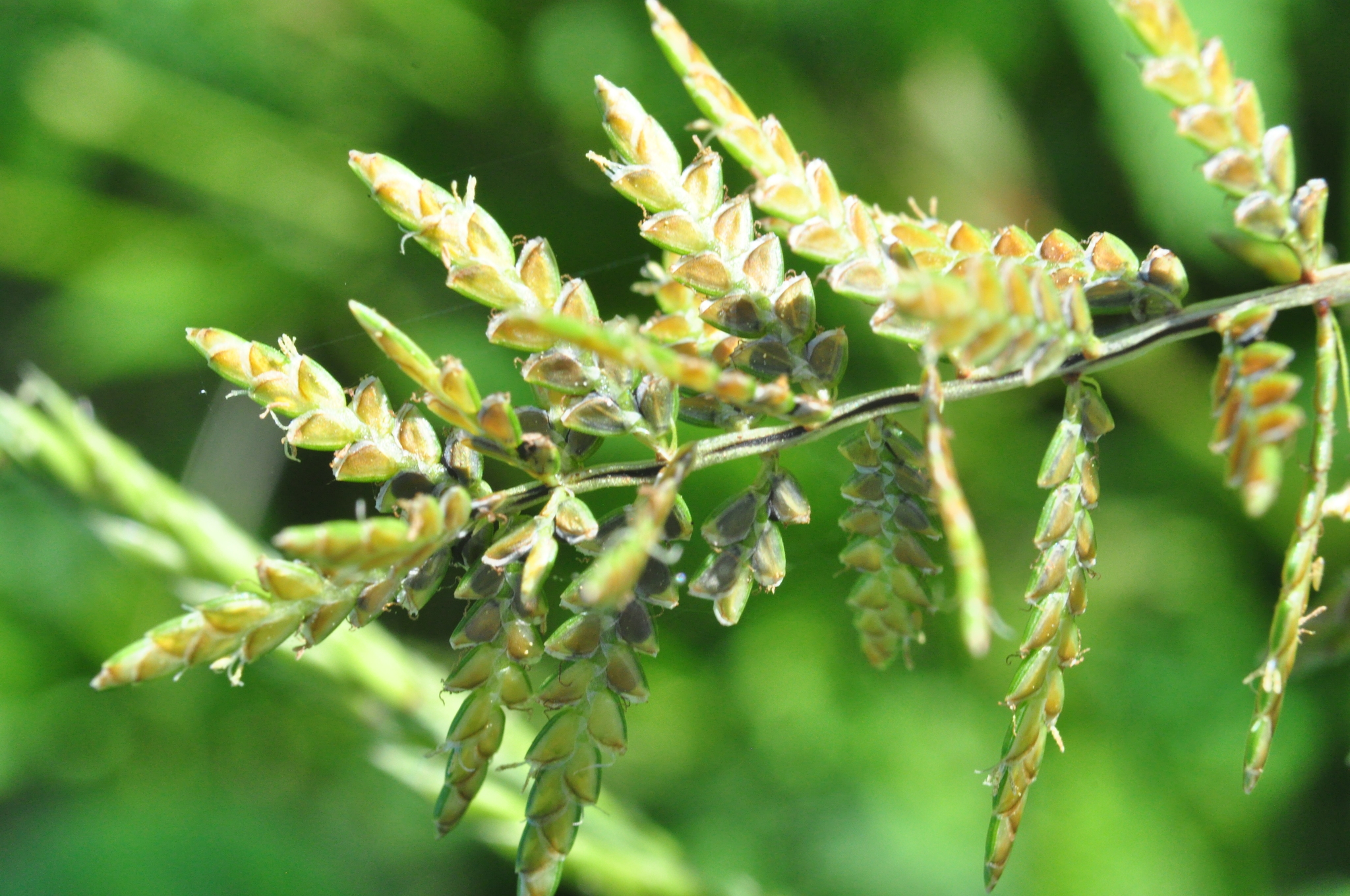 Cyperus macrostachyos
