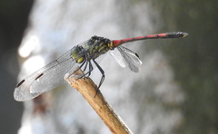 Agrionoptera insignis