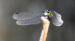 Agrionoptera insignis