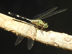 Orthetrum sabina
