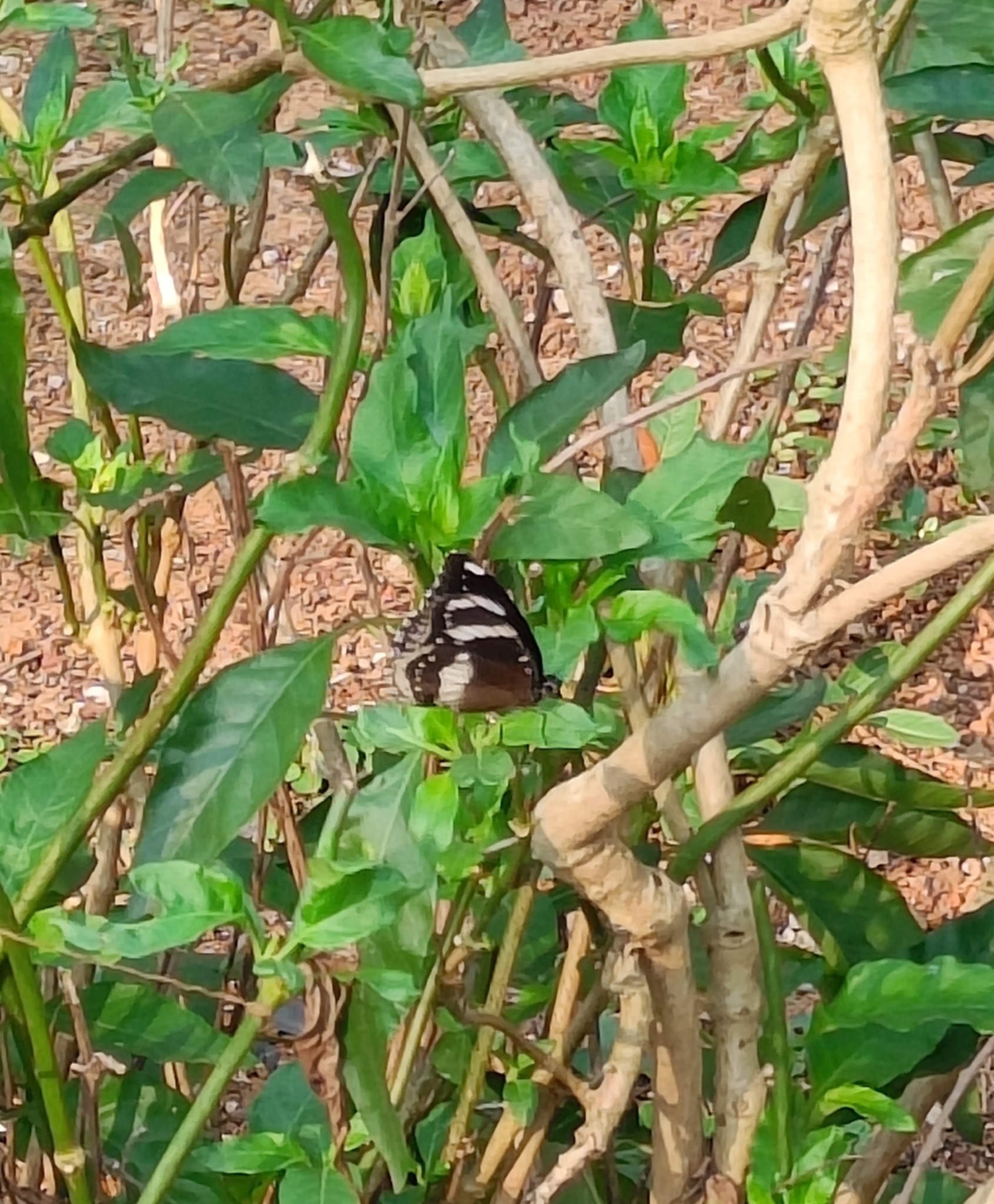 Great Eggfly