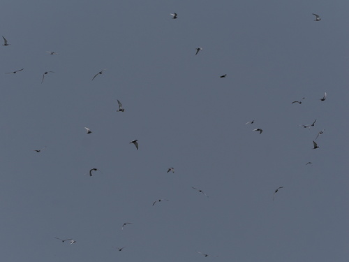 Whiskered Tern