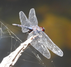 Trithemis festiva