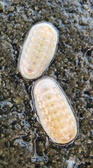 Leptochiton inquinatus image