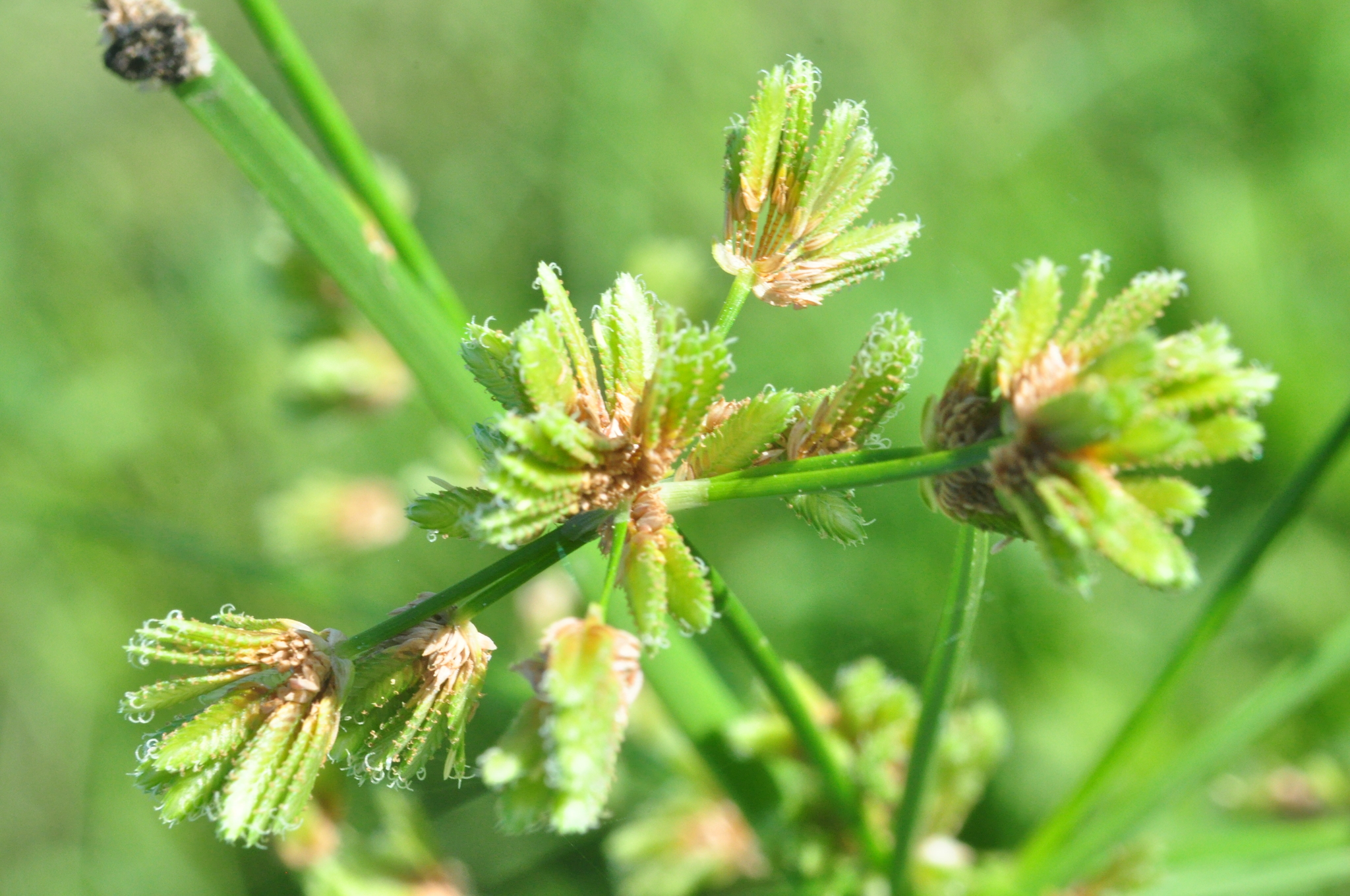Cyperus surinamensis