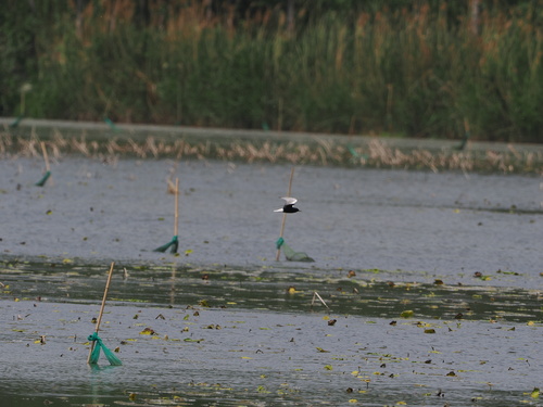 White-winged Tern
