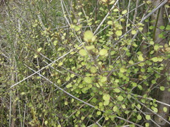 Coprosma tenuicaulis
