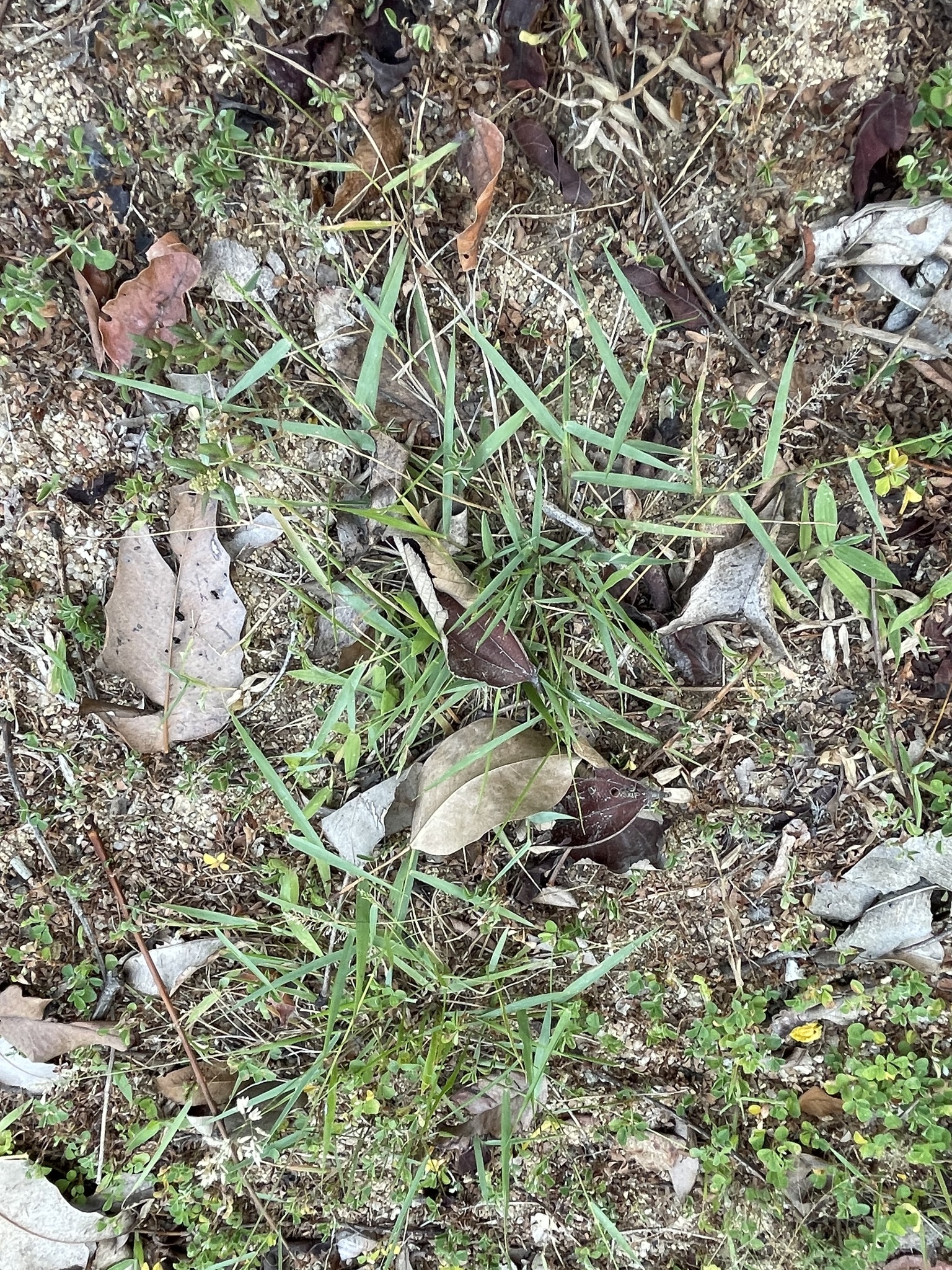 Eragrostis pilosa (Eragrostis pilosa)