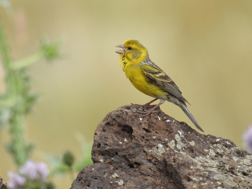 Serin des Canaries