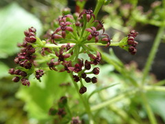 Azorella lyallii