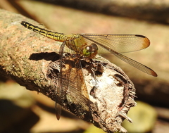 Neurothemis terminata