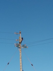 Buteo rufofuscus