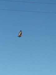 Buteo rufofuscus