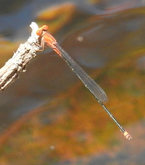 Pseudagrion pilidorsum declaratum