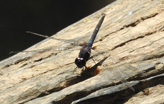 Trithemis festiva