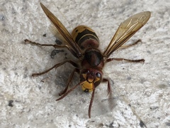 Vespa crabro