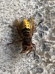 Vespa crabro