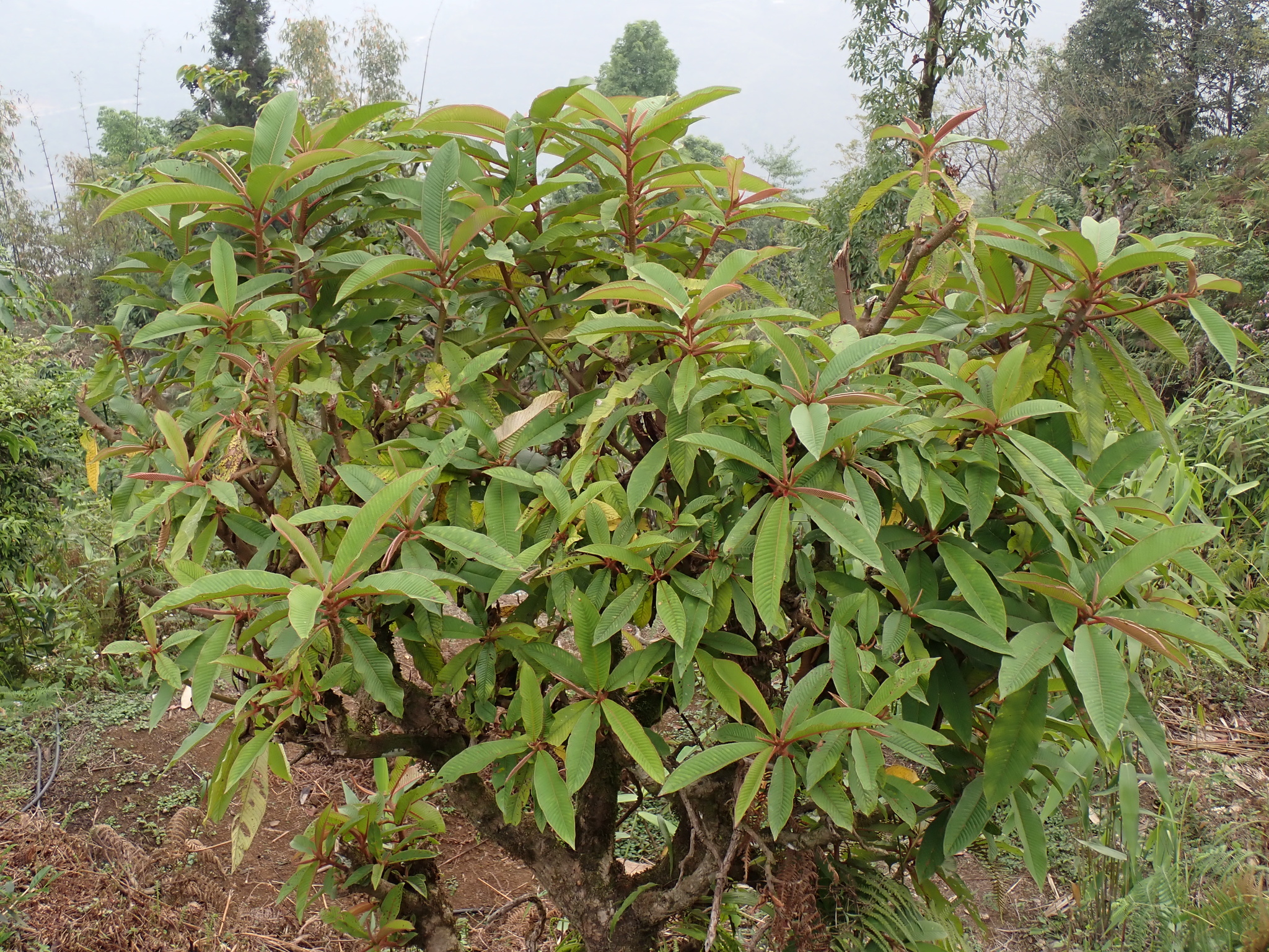Saurauia napaulensis