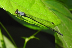 Pseudagrion pruinosum