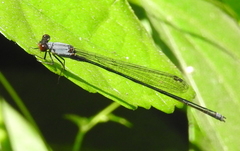Pseudagrion pruinosum