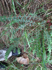Aspalathus perfoliata
