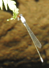 Pseudagrion pruinosum
