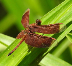 Neurothemis terminata