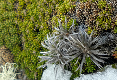 Celmisia laricifolia