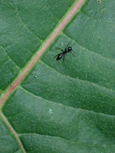 Camponotus horseshoetusCamponotus horseshoetus