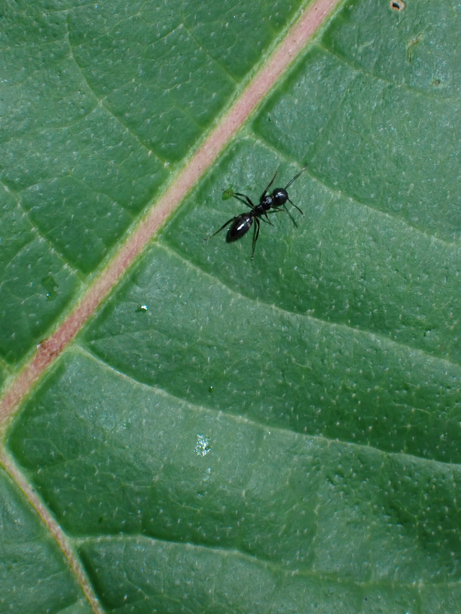 Camponotus horseshoetus