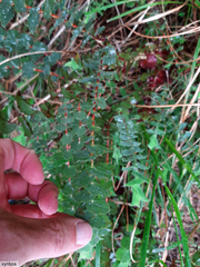 Aspalathus perfoliata