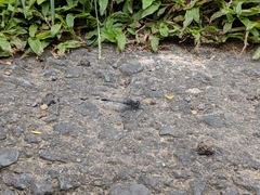 Diplacodes trivialis