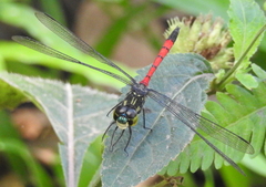 Agrionoptera insignis