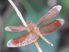 Neurothemis terminata