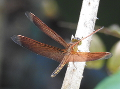 Neurothemis terminata