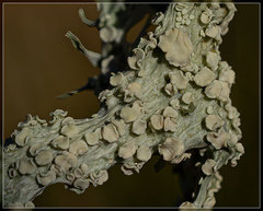 Ramalina ovalis