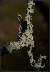 Ramalina ovalis