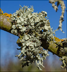 Ramalina ovalis