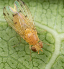 Homoneura occidentalis