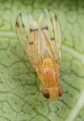 Homoneura occidentalis