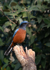Chestnut-Bellied Rock Thrush photo 2