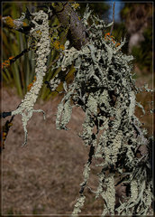 Ramalina ovalis
