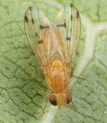 Homoneura occidentalis