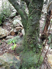 Maytenus acuminata