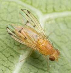 Homoneura occidentalis