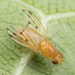 Homoneura occidentalis - Photo no rights reserved, uploaded by Jesse Rorabaugh