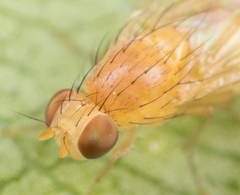 Homoneura occidentalis