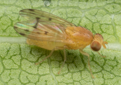 Homoneura occidentalis