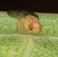 Homoneura occidentalis