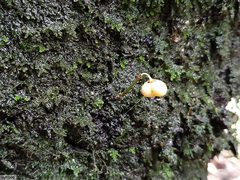 Maytenus acuminata